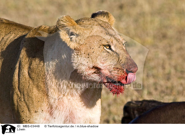 Lwin / lioness / MBS-03448
