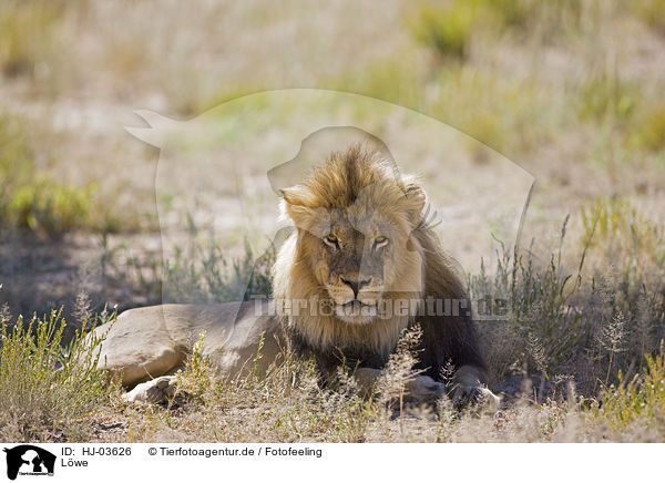 Lwe / lion / HJ-03626