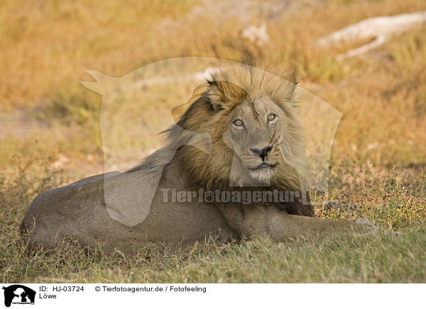 Lwe / lion / HJ-03724