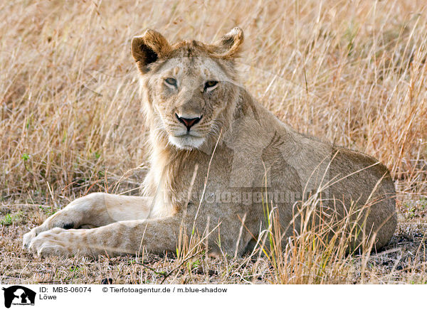 Lwe / lion / MBS-06074