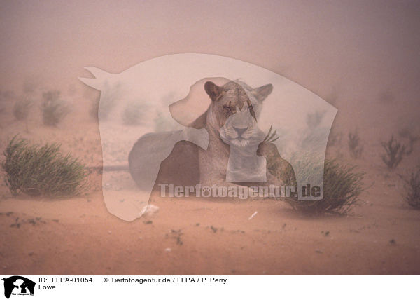 Lwe / FLPA-01054
