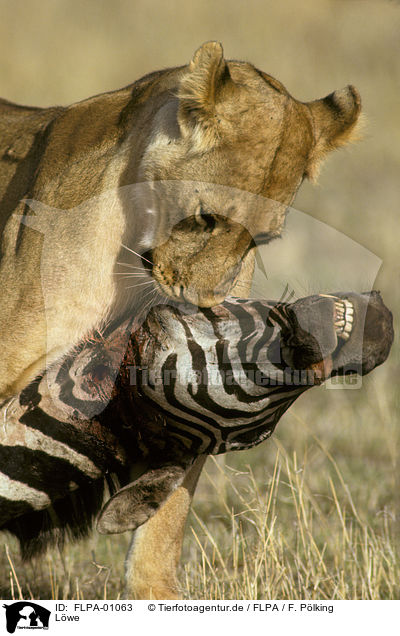 Lwe / lion / FLPA-01063