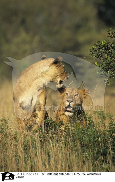 Lwen / lions / FLPA-01071