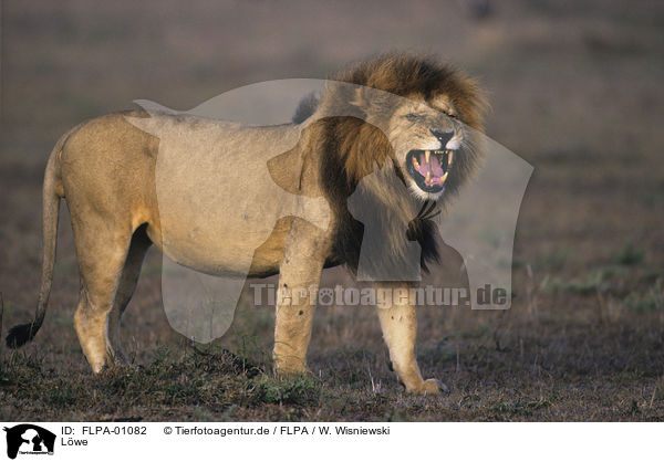 Lwe / lion / FLPA-01082