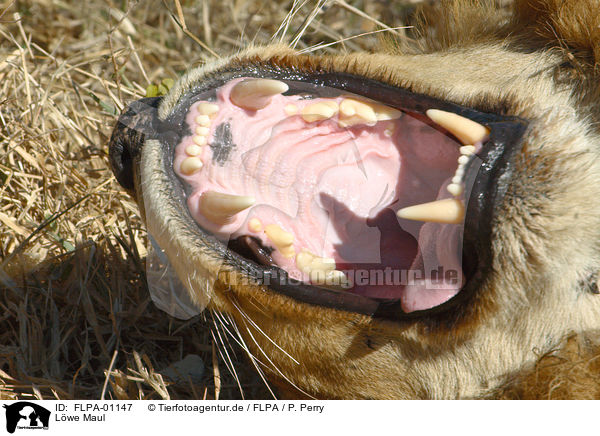 Lwe Maul / lion mouth / FLPA-01147