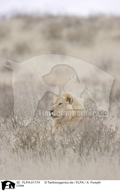 Lwe / lion / FLPA-01174