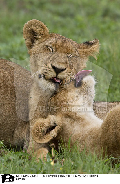 Lwen / lions / FLPA-01211