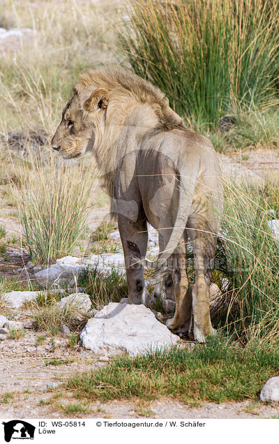 Lwe / lion / WS-05814