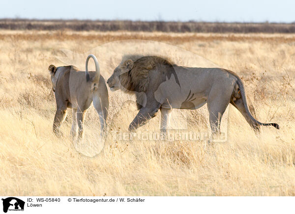 Lwen / lions / WS-05840