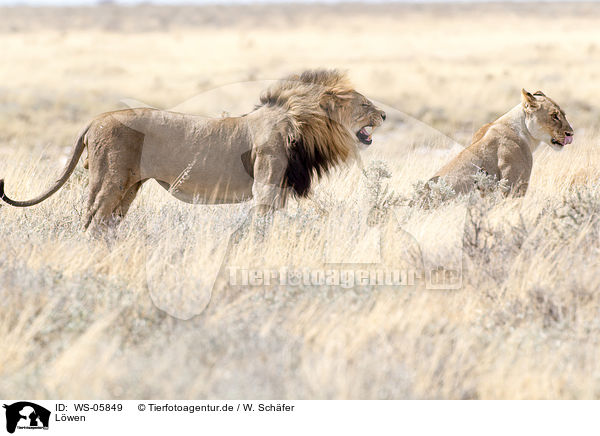 Lwen / lions / WS-05849