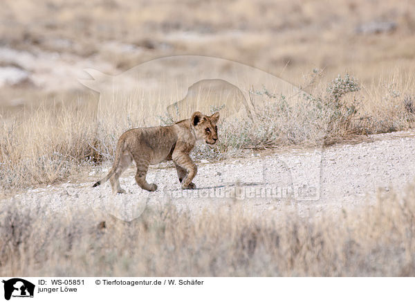 junger Lwe / young lion / WS-05851