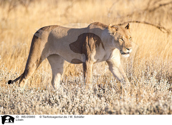 Lwin / lioness / WS-05860