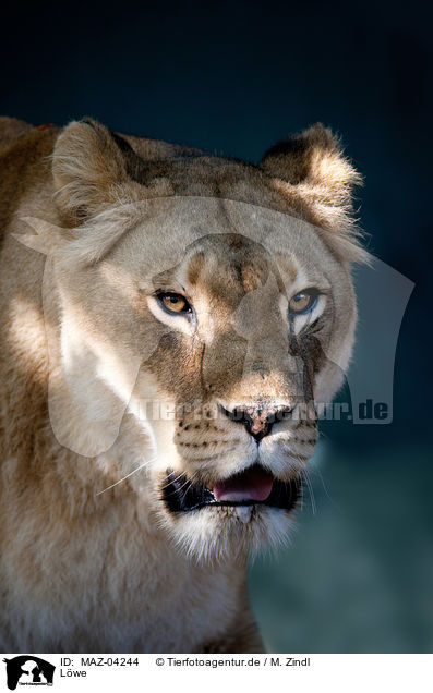Lwe / lion / MAZ-04244