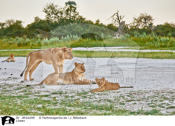 Lwen / lions / JR-02299