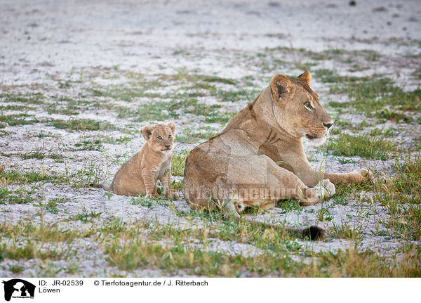 Lwen / lions / JR-02539