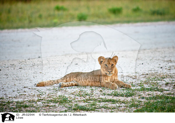 Lwe / JR-02544