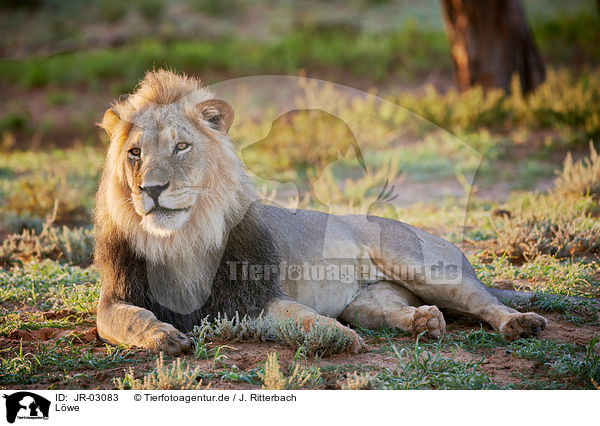 Lwe / lion / JR-03083
