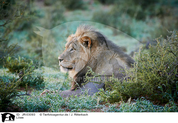 Lwe / lion / JR-03093