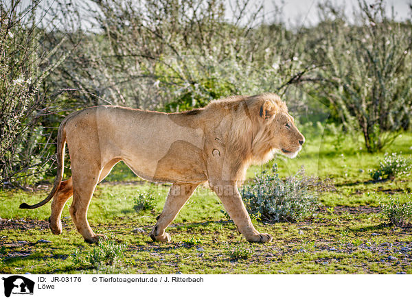 Lwe / lion / JR-03176