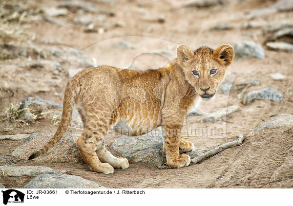 Lwe / lion / JR-03661