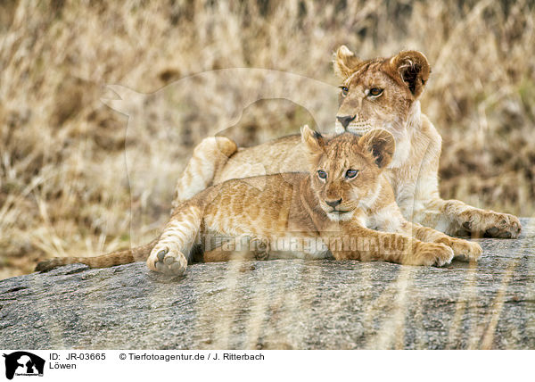 Löwen / lions / JR-03665
