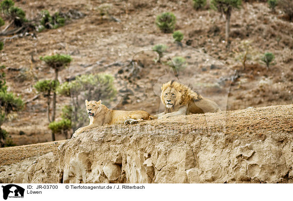 Lwen / lions / JR-03700