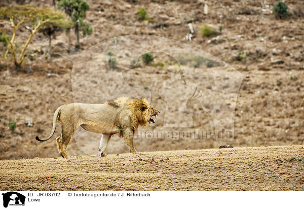 Lwe / lion / JR-03702