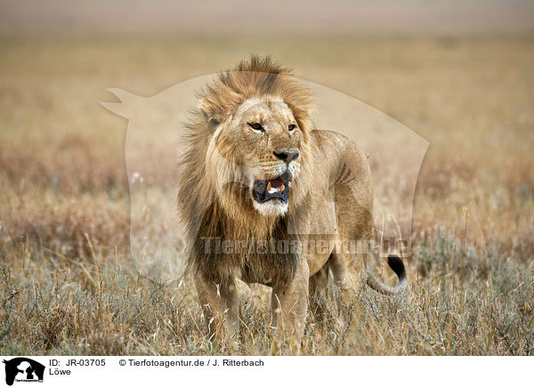 Lwe / lion / JR-03705