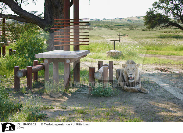 Lwe / lion / JR-03802