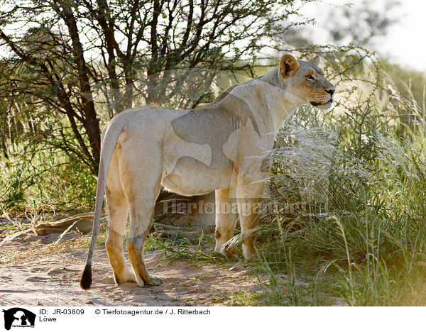 Lwe / lion / JR-03809