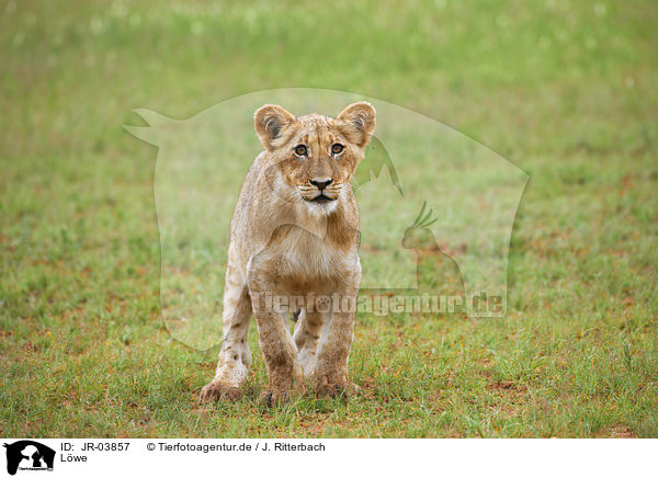 Lwe / JR-03857