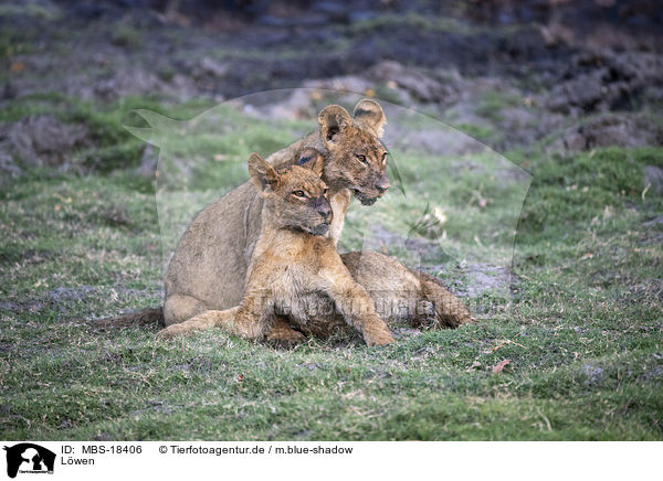 Lwen / lions / MBS-18406