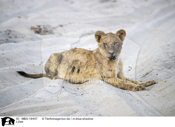 Lwe / lion / MBS-18407