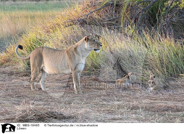 Lwen / lions / MBS-18485