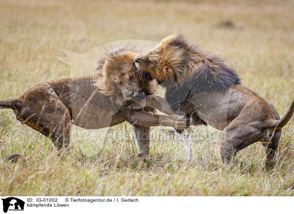 kmpfende Lwen / fighting Lions / IG-01002