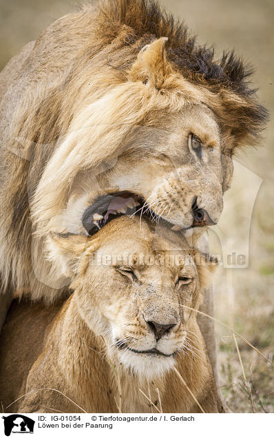 Lwen bei der Paarung / Lions mating / IG-01054