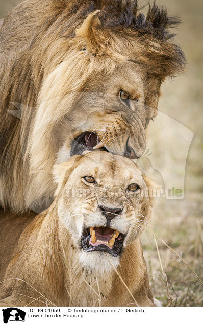 Lwen bei der Paarung / Lions mating / IG-01059