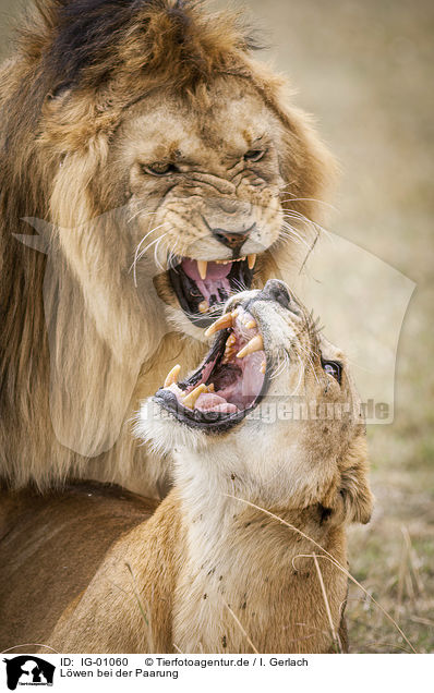 Lwen bei der Paarung / Lions mating / IG-01060