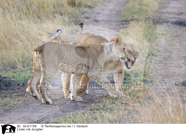 Lwin mit Jungtier / Lioness with cub / IG-01158