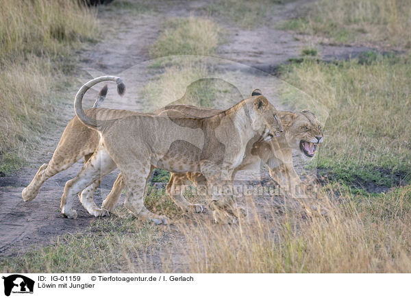 Lwin mit Jungtier / Lioness with cub / IG-01159