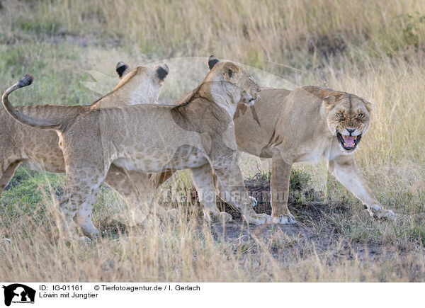 L�win mit Jungtier / Lioness with cub / IG-01161