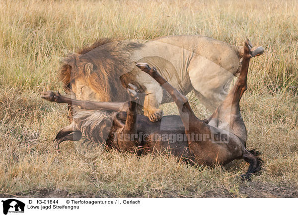 Lwe jagd Streifengnu / Lion wild blue Wildebeest / IG-01844