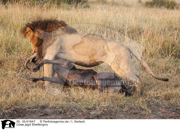 Lwe jagd Streifengnu / Lion wild blue Wildebeest / IG-01847