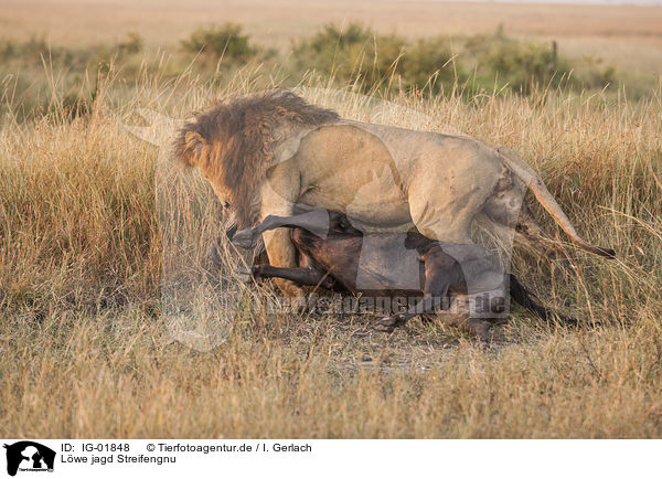 Lwe jagd Streifengnu / Lion wild blue Wildebeest / IG-01848