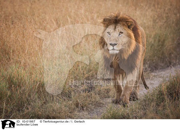 laufender Lwe / walking Lion / IG-01867