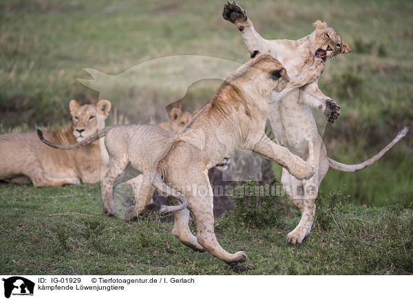 kmpfende Lwenjungtiere / fighting Lion cubs / IG-01929