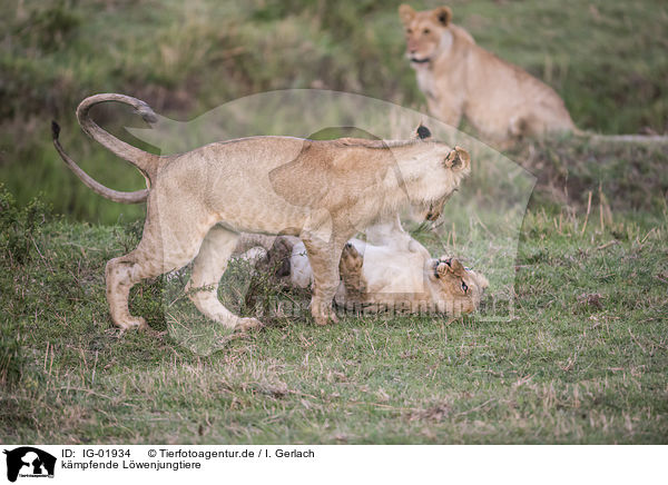 kmpfende Lwenjungtiere / fighting Lion cubs / IG-01934