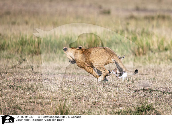 Lwin ttet Thomson-Gazellen Baby / Lioness kills Thomson baby Gazelles / IG-01937