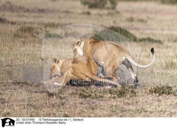 Lwin ttet Thomson-Gazellen Baby / Lioness kills Thomson baby Gazelles / IG-01940