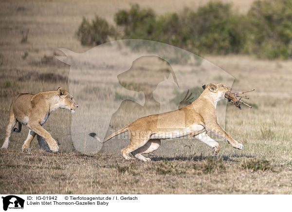Lwin ttet Thomson-Gazellen Baby / Lioness kills Thomson baby Gazelles / IG-01942